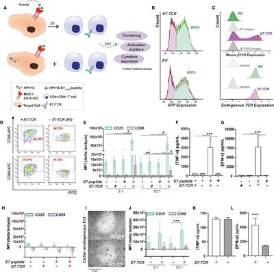 A luminescence-based method to assess antigen presentation and antigen-specific T cell responses for in vitro screening of immunomodulatory checkpoints and therapeutics